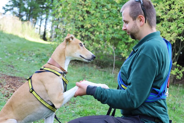 Reggie is a playful one-year-old Lurcher. He's looking for an active family who will take him on lots of adventures. He is fine around other dogs, but he will settle best as the only pet for now. He's quite a big, leggy boy so young kids won't suit him but confident over 14's should be fine. 
We met him for a fun training session where he showed off some of his new skills!