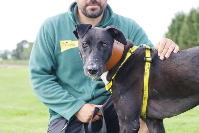Poor Eli was found as a stray with a few injuries. Thankfully he was brought to Dogs Trust and now has all healed up and ready to find his forever home. The three-year-old would love active adopters who are strong enough to handle him out and about.