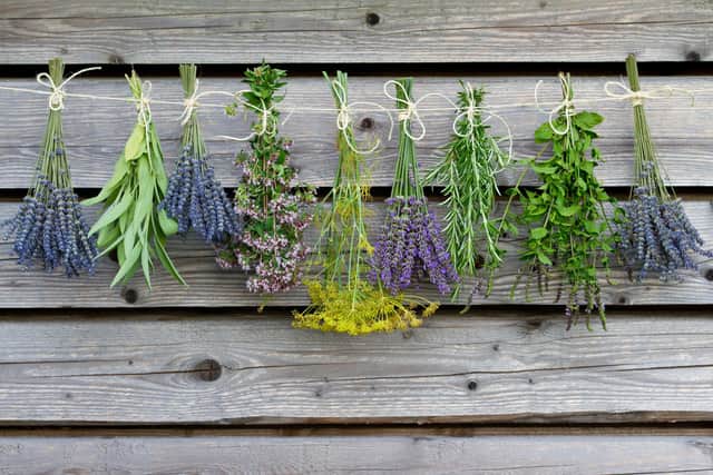 Most herbs are easy to grow from seed (photo: Adobe)