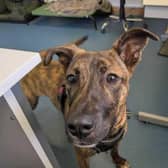 Tonks at RSPCA Great Ayton is looking for a home