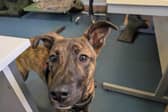 Tonks at RSPCA Great Ayton is looking for a home