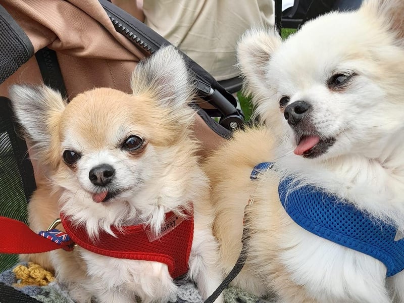 "Coco on right will be 16 on October 5 and rescue Milo is 8. Love them so much. Every dog is special. All they ask is to be loved & fed well xxx" - Karen Sedgwick