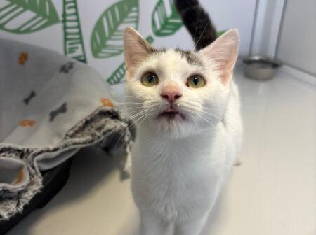 !0-month-old Puddles is a petite little girl with a very big heart and was sadly left behind by her previous owners. She is looking for a loving family who will enjoy having an affectionate little shadow and will give her plenty of time and attention.