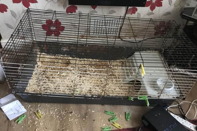 The hutch itself was littered with rabbit faeces, with soiled areas and new sawdust spread over the old, used sawdust. Photo: RSPCA