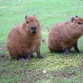 Two capybara twins born at zoo