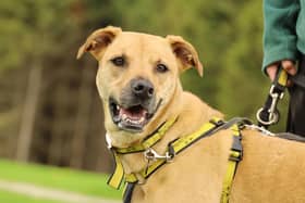 The team are looking for a foster home for Bonnie