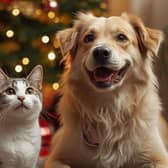 Christmas is one of the most hazardous times of the year for pets and Harrison Family Vets often sees a spike in emergency cases at this time of year.