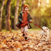 Keep an eye on your pooch when out on a walk (photo: Adobe)
