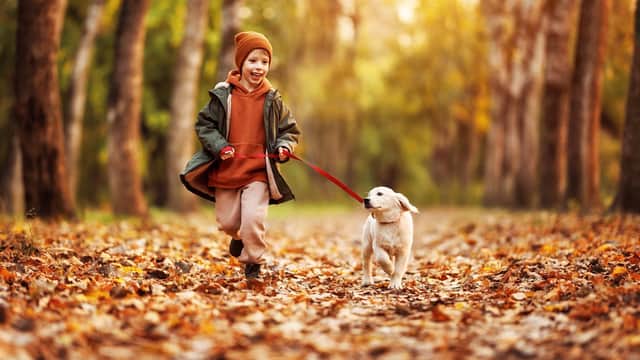 Keep an eye on your pooch when out on a walk (photo: Adobe)
