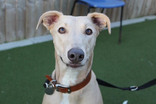 Lucy is an adorable two-year-old Lurcher who is so loving and affectionate. She does have some anxieties and prefers not to be left alone so will need her owners to be around as much as possible.