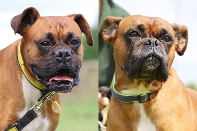 Four-year-old Boxers Iris and Amber are sisters and best friends. They help each other feel safe and would love a home where they can stay together. They have had a very unsettled time so can be nervous about new people and places. But with a little time and patience, they soon come out of their shells. They enjoy playing off-lead so must have their own secure garden to continue this. This would also help with their house-training.