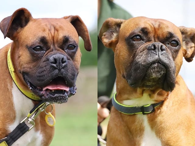Four-year-old Boxers Iris and Amber are sisters and best friends. They help each other feel safe and would love a home where they can stay together. They have had a very unsettled time so can be nervous about new people and places. But with a little time and patience, they soon come out of their shells. They enjoy playing off-lead so must have their own secure garden to continue this. This would also help with their house-training.