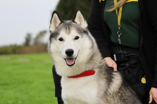 Hatchi is a handsome nine-year-old Husky with spondylosis in his back, so he enjoys short potters rather than long country walks. He will be on pain relief for this for the rest of his life and the vet will discuss this in more detail with successful matches.