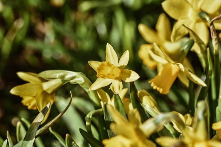 Daffodils captured by @joeposkittphotography