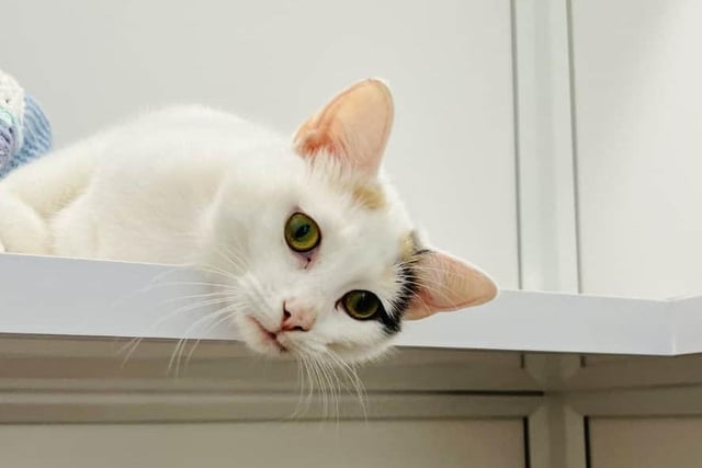 One-year-old Cloud is a sweet and affectionate girl always on the look out for fuss and strokes. She's a little bit quirky and likes to play hide and seek, her best spot to hide is under her favourite blanket. She's looking for for a family that have lots of love to give her.