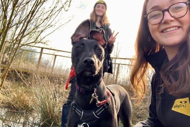 Onyx is a gorgeous Lurcher who loves his walkies and whilst out on a woodland adventure, his handlers managed to capture this fantastic selfie! He has a few training needs but he's making good progress since arriving with Dogs Trust. He is looking for adopters who are looking for a bit of a training project as he's shown that this is something he really enjoys, and the training team will happily help and guide you throughout the transition to a new home.