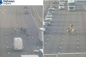 Cows pictured wandering on the M1 motorway in Yorkshire this morning. Picture: Highways England.