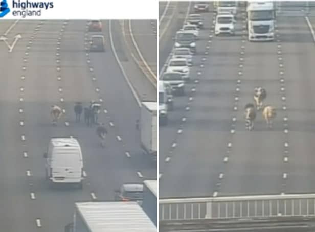 Cows pictured wandering on the M1 motorway in Yorkshire this morning. Picture: Highways England.