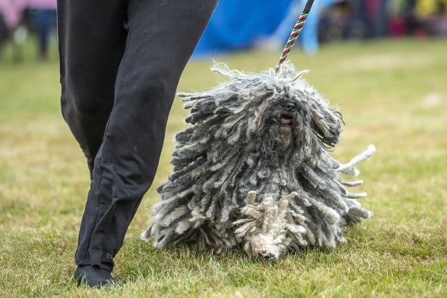 A puli in competition on the first day at Leeds Championship Dog Show at Harewood HousePicture Tony Johnson