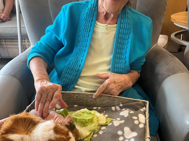 Resident from HC-One’s April Park Care Home with guinea pigs from Leanimals Petting Zoo