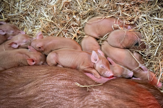 New born Tamworth piglets - the only red-coloured British pig - snuggle up to their mother.