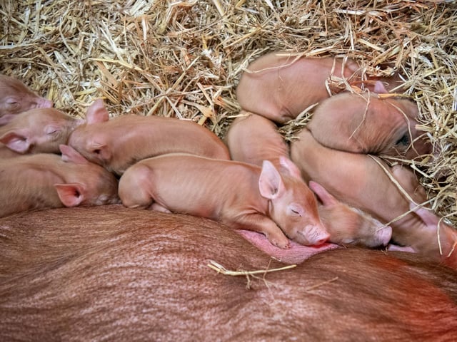 New born Tamworth piglets - the only red-coloured British pig - snuggle up to their mother.