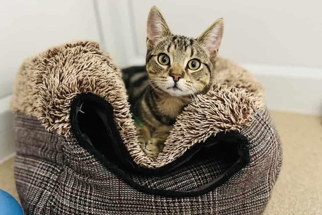 Oakley is a six-month-old tabby kitten who is super handsome and super loving. He adores attention and would love a family that are up for lots of fuss and strokes. He's a typical kitten who loves to play and climb so be prepared to accept his mischievous side.
