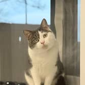 Ladder is in care at Leeds Cat Centre in Gildersome