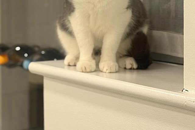 Ladder is in care at Leeds Cat Centre in Gildersome