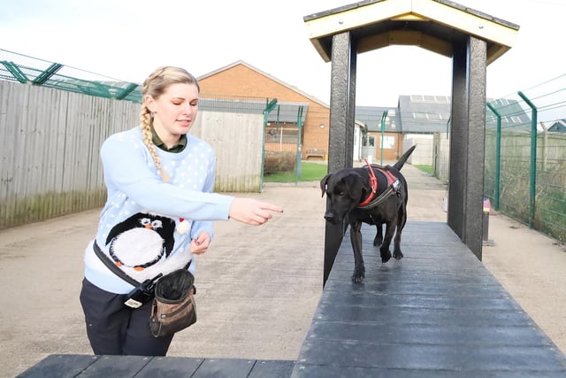 Buster, an 11-year-old Patterdale Terrier, showed off some of his agility skills to build up an appetite for his Christmas dinner. He’s been waiting to find his forever home for a good while now. He’ll need a peaceful household where he can have his own space. When he’s in the mood to play, he’s loads of fun.