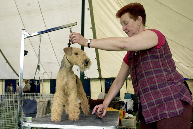 Nicky Patterson , breed secretary for the Lakeland Terrier Society, is pictured with Darcy 'Auchenhove Dare I say' at the Leeds Championship Dog Show held at Harewood House.