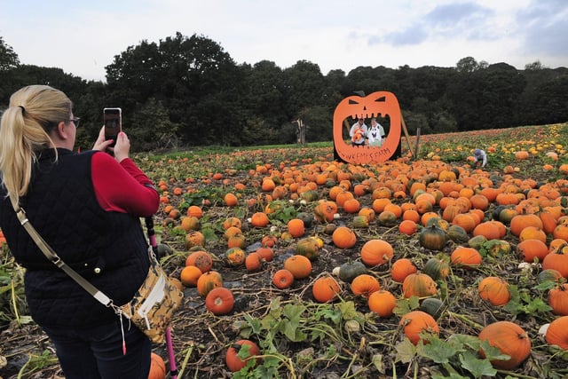 There are plenty of photo opportunities among the 70,000 pumpkins at Kemps Farm