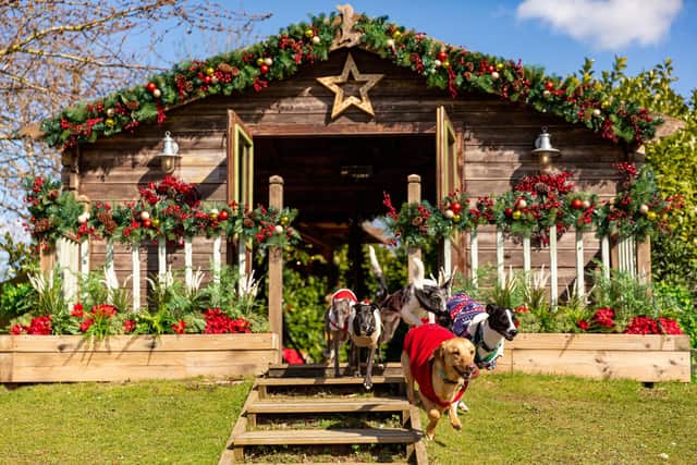 The Dog House returns on the 18th December at 8pm with a new Christmas episode