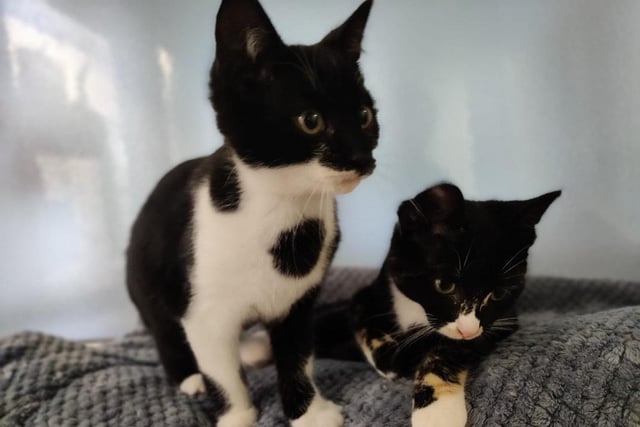 Aged around five months old, Eddie and Elsie will brighten anyone's day with their cheerful energy and love of playing. They are very bonded and are looking for loving family that will take them both in.