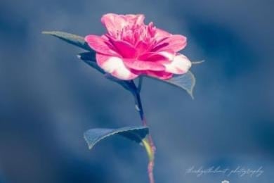 A solo flower photographed by @theskysthelimit.photography