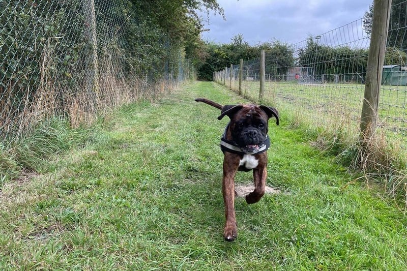 Teddy is a very loveable boxer who has a mischievous side and enjoys playing games. He doesn’t like being lonely so is looking for a family who are home most of the time.