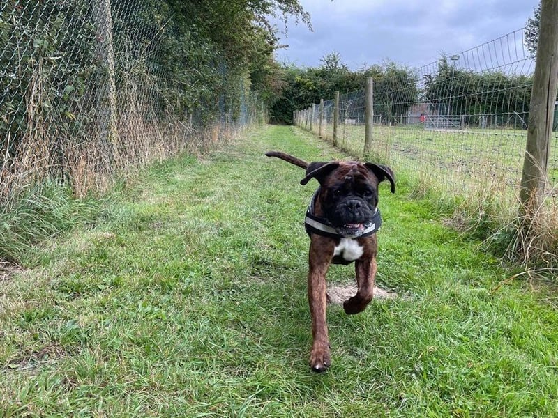 Teddy is a very loveable boxer who has a mischievous side and enjoys playing games. He doesn’t like being lonely so is looking for a family who are home most of the time.