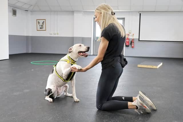 Alex found herself having a training session of a canine kind with five-year-old Staffy cross, Mila.