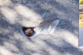 Dorodango seed ball sat within a fossil on a resting place.