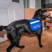 Support dog Gordon helps Amanda Radforth at home