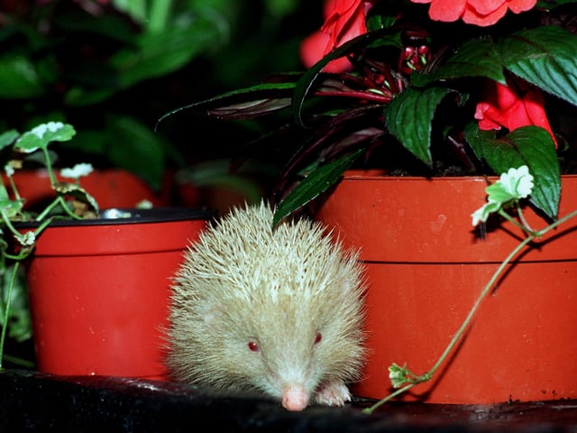 This albino hedgehog was discovered by John  Sherburn the owner of Lyndum Nurseries in Kippax in June 1997.