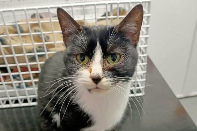 Matilda, as she's become known, is a friendly little cat but in dire need of some TLC.