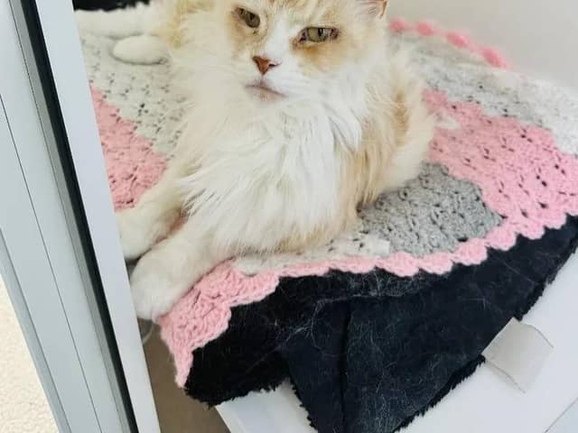 Three-year-old Pat is a beautiful Maine Coon with a striking cream and red coat. She was in quite a poor state when she arrived at the centre, with an eye condition that has now been resolved through an operation. She is a friendly girl who loves attention and being stroked. Pat enjoys being groomed and would need an owner that is able to help keep her coat in tip top condition.