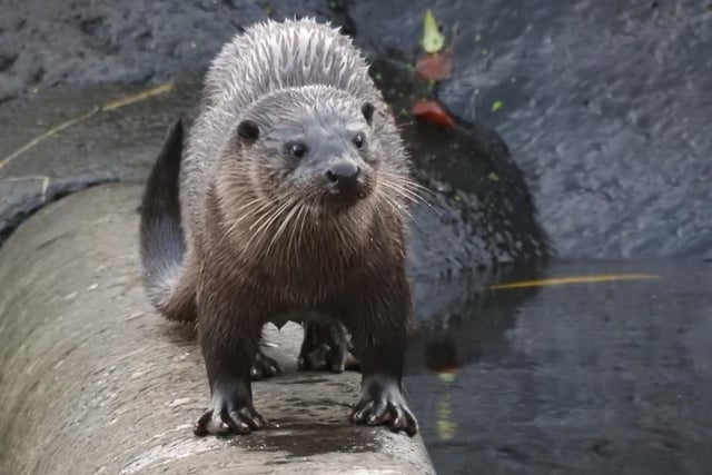 An otter caught in the moment.