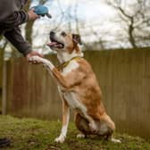 Marbles, one of Dogs Trust older dogs, learning new tricks.