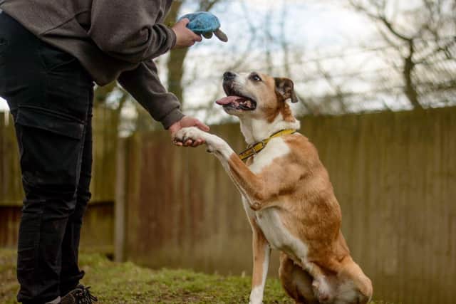 Marbles, one of Dogs Trust older dogs, learning new tricks.