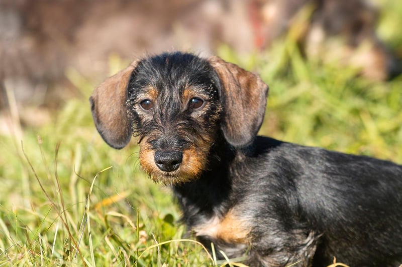 A Wire Haired Dachshund can often be very independent and requires kind, consistent, patient training. The sixth most popular hound breed last year with 923 registrations.