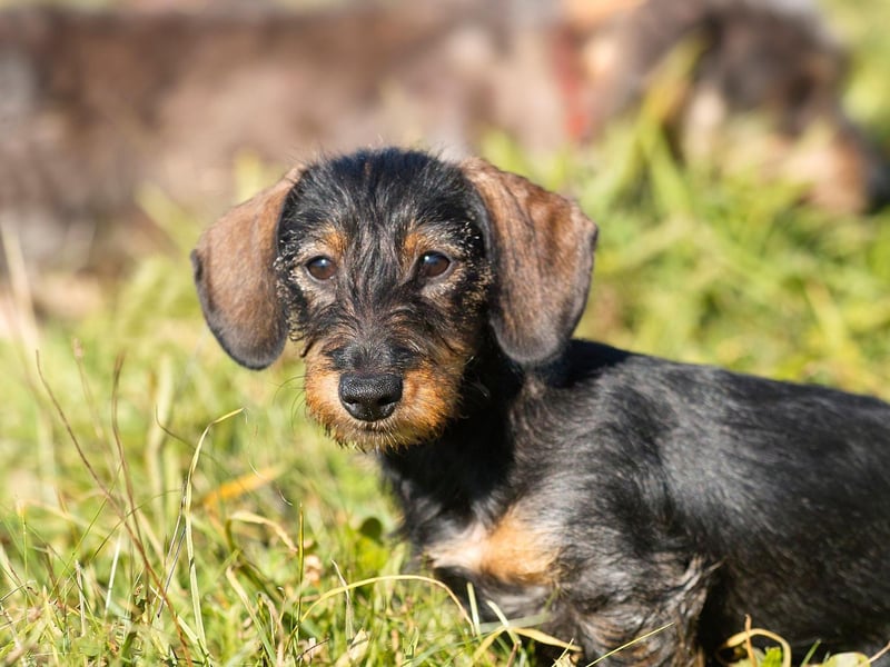 A Wire Haired Dachshund can often be very independent and requires kind, consistent, patient training. The sixth most popular hound breed last year with 923 registrations.
