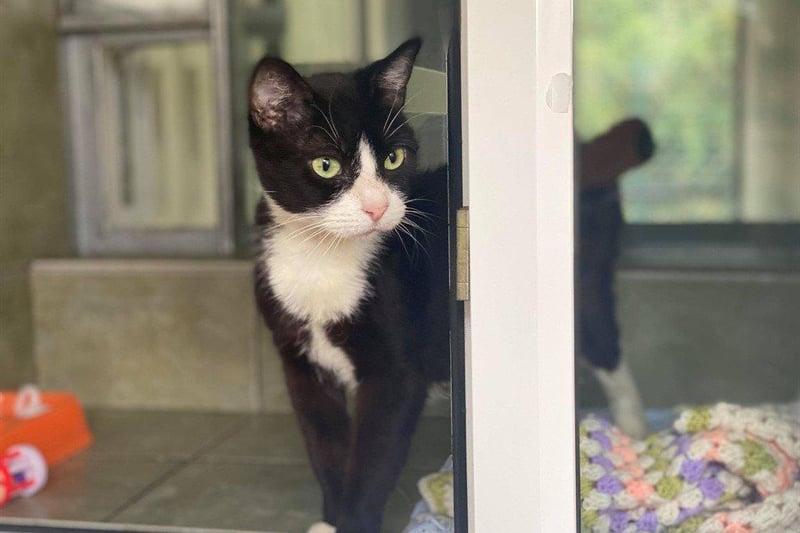 Dotty is sweet natured and will make a lovely companion for someone. Whilst she is shy when first meeting new people she soon comes out of her shell.