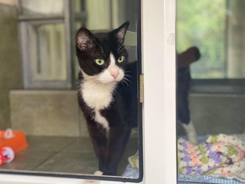 Dotty is sweet natured and will make a lovely companion for someone. Whilst she is shy when first meeting new people she soon comes out of her shell.